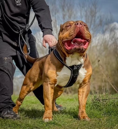 GripPro Heavy-Duty Harness BESTIA DOG SPORT – Training & Everyday Use