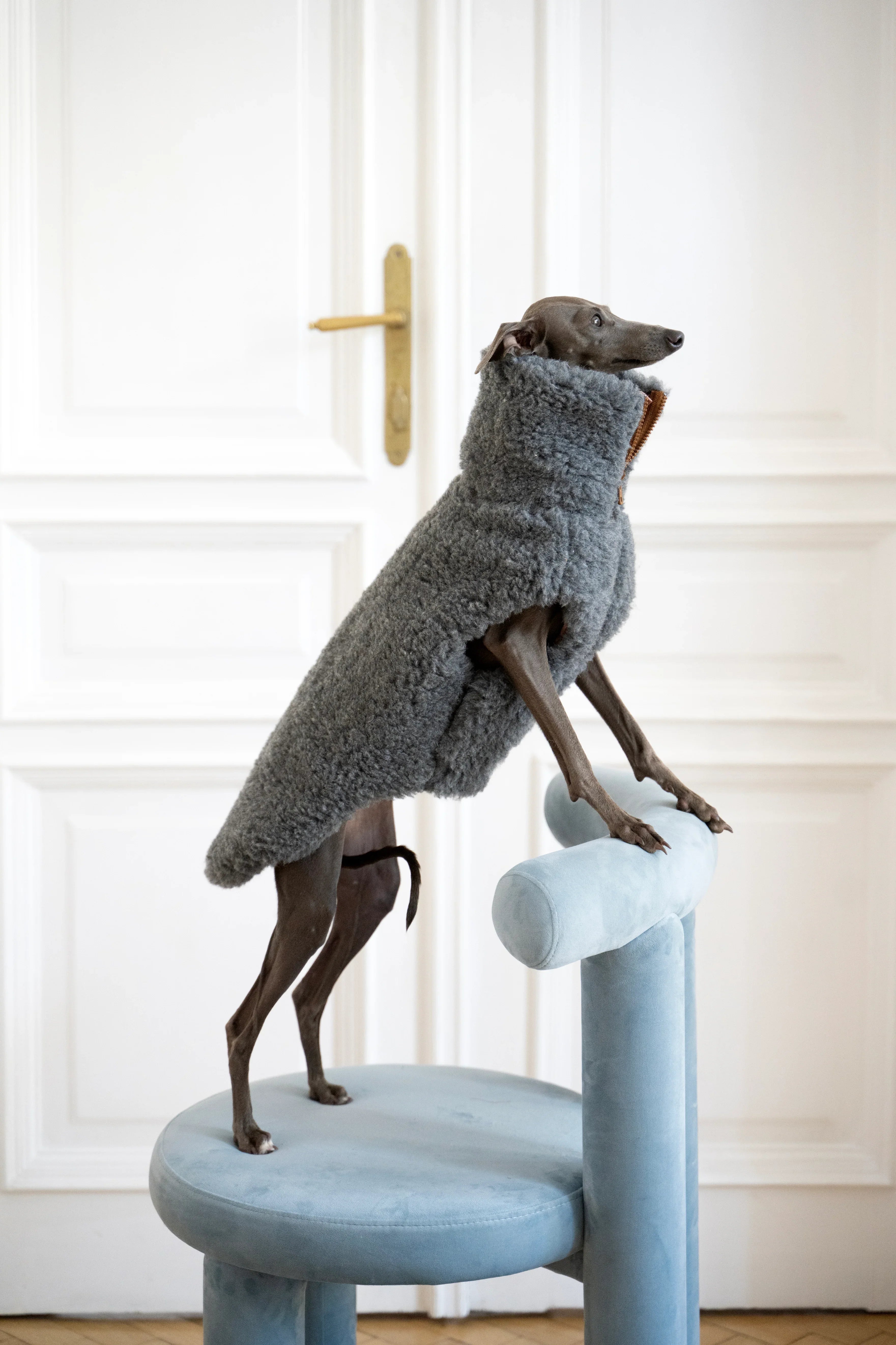 Gilet pour chien en laine – Gris foncé | Sur mesure | Fabriqué à la main en Pologne
