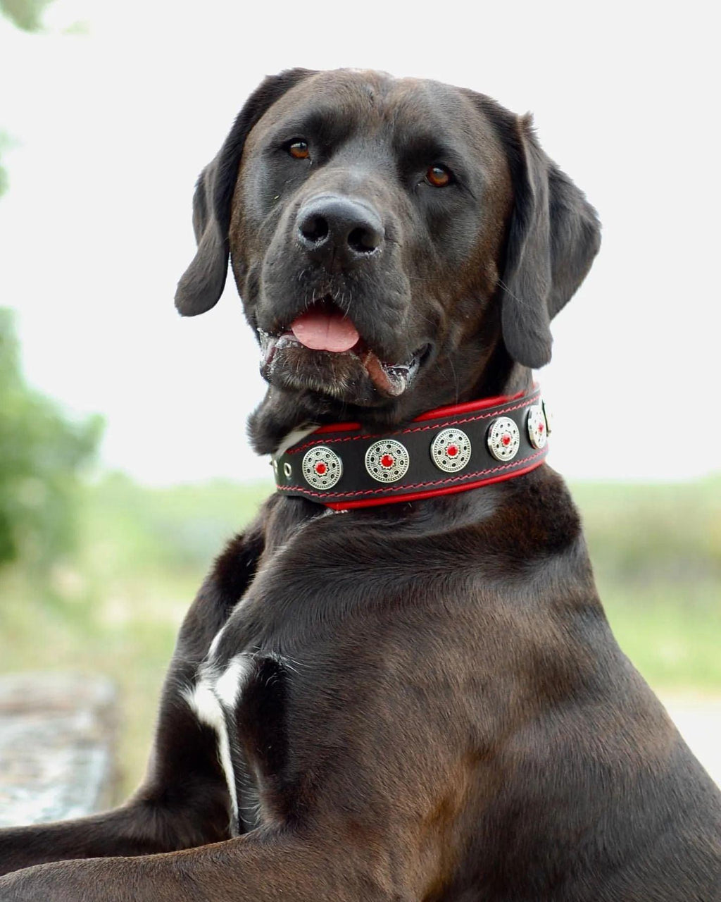 "Jewel" Collar Black & Red – Luxury Leather with Rhinestones | BESTIA | Sizes S to XL