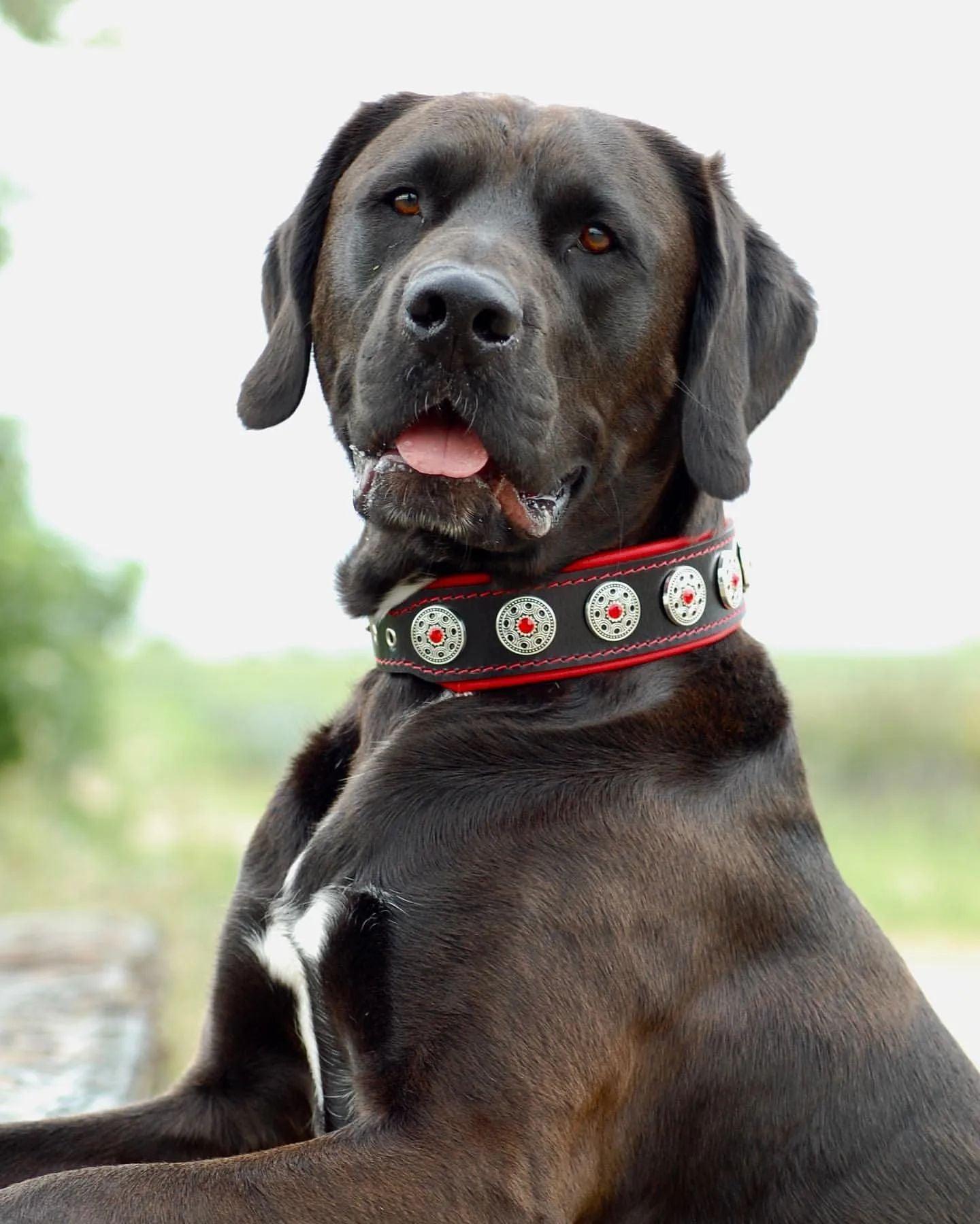 "Jewel" Collar Black & Red – Luxury Leather with Rhinestones | BESTIA | Sizes S to XL