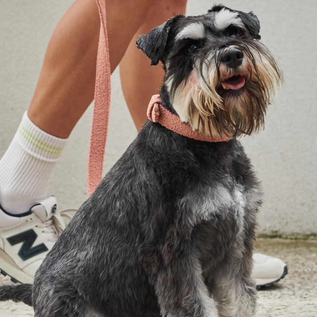 Laisses souples pour chiens – Charbon, Nuage, Sauge & Terre cuite | Collection Naturelle