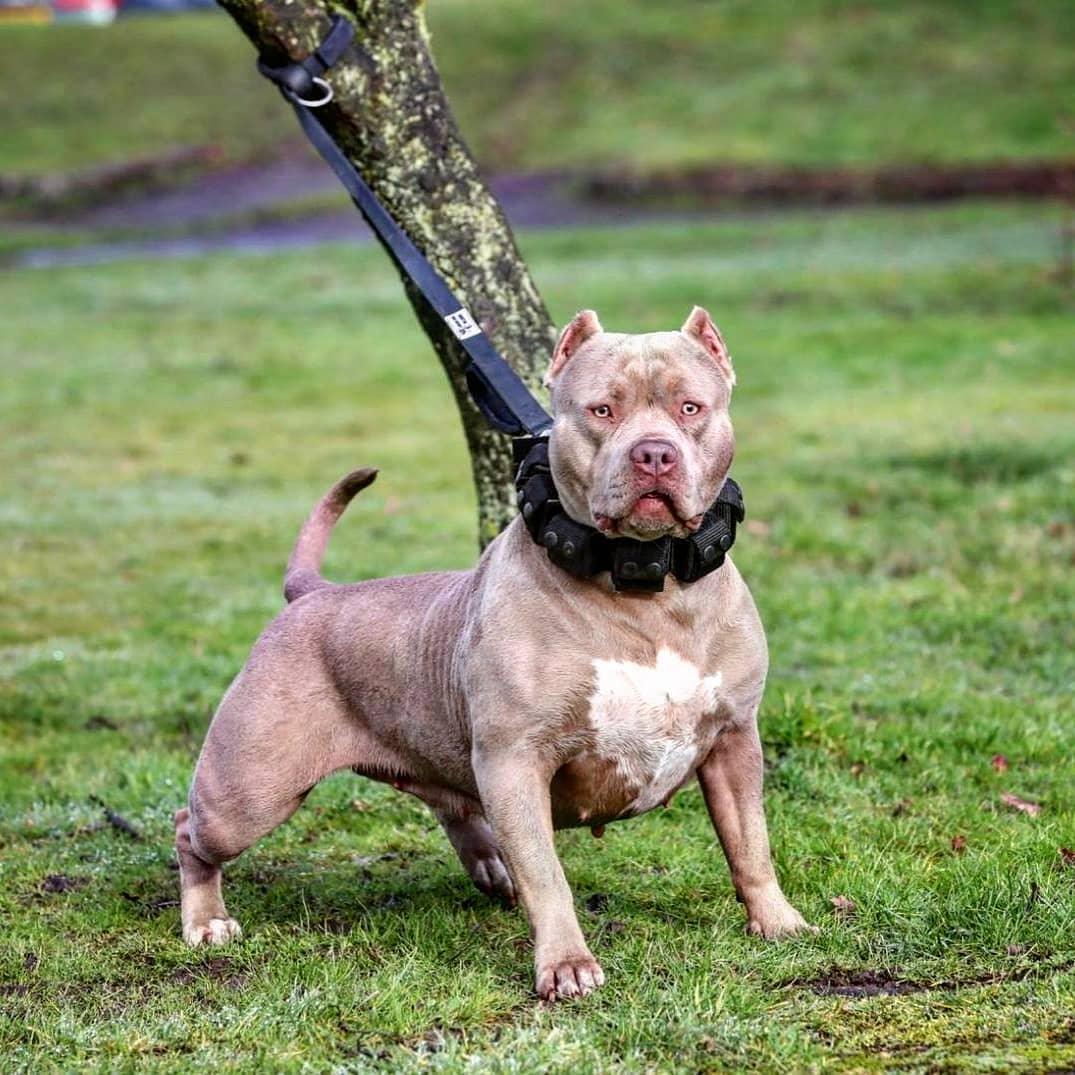 Weighted Training Collar with Removable Weights – Large Breeds | BESTIA DOG SPORT